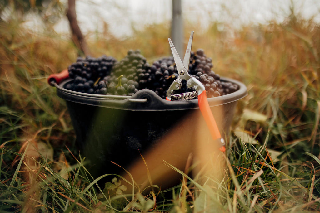 Das Jahr 2021 – Mehr als nur Weinlese