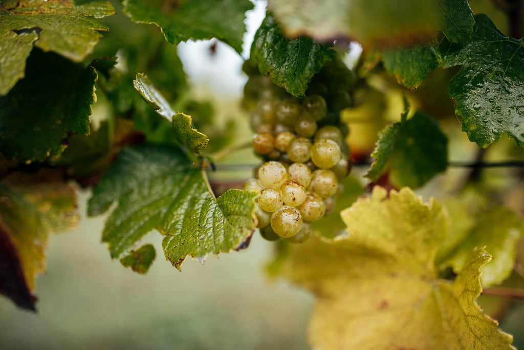 Naturwein – Wein zwischen Revolution und Rückbesinnung
